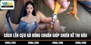 Cách lên cựa gà