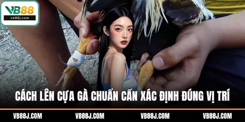 Cách lên cựa gà chuẩn cần xác định đúng vị trí