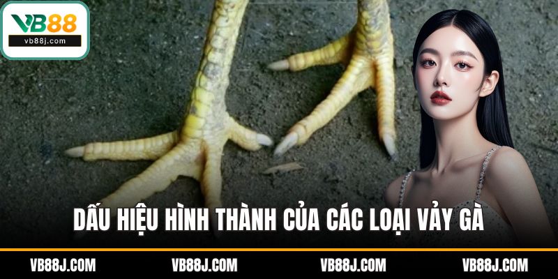 Dấu hiệu hình thành của các loại vảy gà