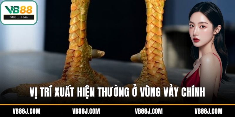 Vị trí xuất hiện thường ở vùng vảy chính