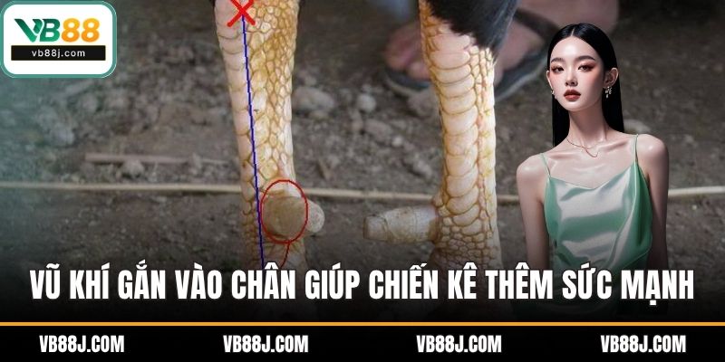 Vũ khí gắn vào chân giúp chiến kê tiếp thêm sức mạnh